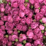 Пионовидные кустовые розы 11